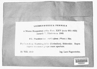 Parmularia cartilaginea image